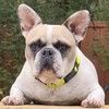 stevethebulldog